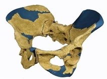 2008_11_13t160740_450x333_us_humans_erectus