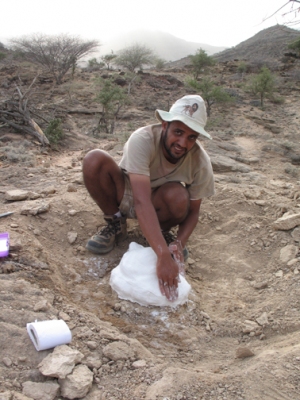 Hesham Sallam jacketing a dinosaur vertebra.