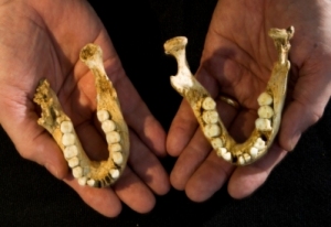 Image: fossil jaws of Homo floresiensis © Djuna Ivereigh/ARKENAS.