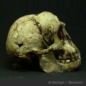 Image: Skull of Homo floresiensis. Credit Michael J. Morwood.