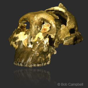 Skull of "Zinjanthropus." Photo © Bob Campbell.