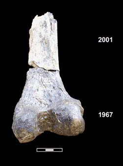 Figure 3.1 – Conjoining remains from Omo I recovered from the 1967 and 2001 field excavations at KHS.