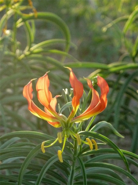 Gloriosa or Flame Lily