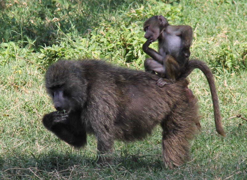 Monkey on your back | Turkana Basin Institute