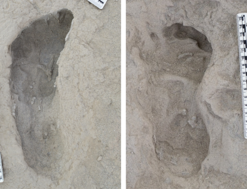 Fossil Footprints Offer Direct Evidence for Two Different Human Species